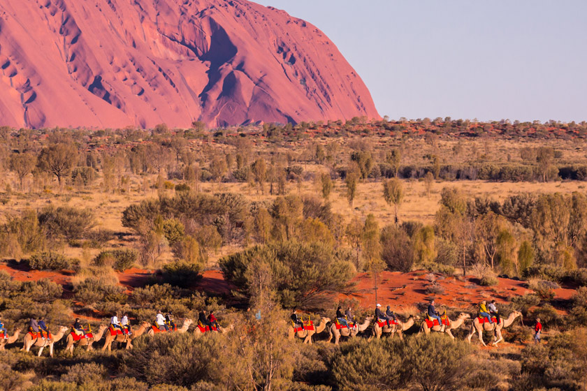 Camel Tours at Uluru